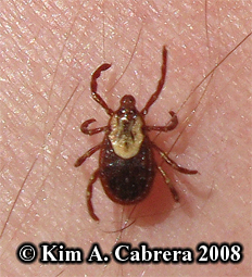 Tick. Photo
                    copyright by Kim A. Cabrera 2008.