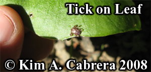 Tick on a
                    miner's lettuce leaf. Photo copyright by Kim A.
                    Cabrera 2008.