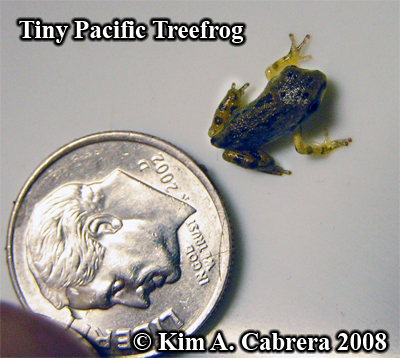 A
                  tiny treefrog with dime for size comparison. Photo
                  copyright by Kim A. Cabrera 2008.