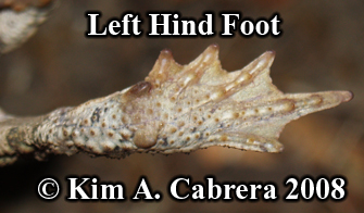 Western toad.
                  Left hind foot. Photo copyright by Kim A. Cabrera                  2008.