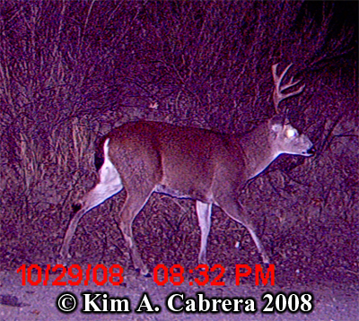 Blactailed
                  deer buck photo on trail cam. Photo copyright Kim A.
                  Cabrera 2008.
