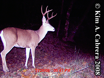 Buck
                  at night. Photo copyright Kim A. Cabrera 2008.