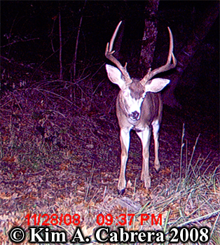 Buck
                  looking at the camera. Photo copyright Kim A. Cabrera
                  2008.