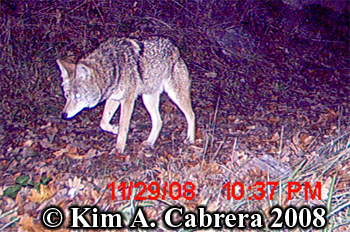 Coyote.
                  Photo copyright Kim A. Cabrera 2008.