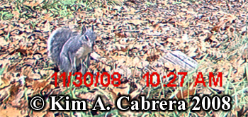 GRay squirrel. Photo copyright Kim A. Cabrera
                  2008.