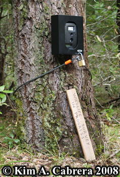 Trail
                  camera set up on tree. Photo copyright Kim A. Cabrera
                  2008.