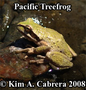 Treefrog
                  enjoying the sun at river's edge. Photo copyright by
                  Kim A. Cabrera 2008.