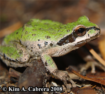 Treefrog on
                    a trail. Photo copyright Kim A. Cabrera 2008.