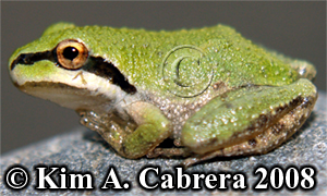 Pacific tree
                    frog green color. Photo copyright by Kim A. Cabrera
                    2008.