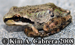 Pacific tree
                    frog brown color. Photo copyright by Kim A. Cabrera
                    2008.