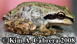 Pacific tree frog brown color. Photo copyright
                    by Kim A. Cabrera 2008.