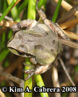Treefrog being released in a pond environmentl.
                    Photo copyright Kim A. Cabrera 2008.