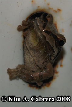 Treefrog in the sink. Photo copyright Kim A.
                    Cabrera 2008.
