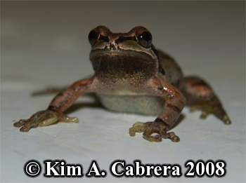 Male
                    treefrog showing chin colorl. Photo copyright Kim A.
                    Cabrera 2008.