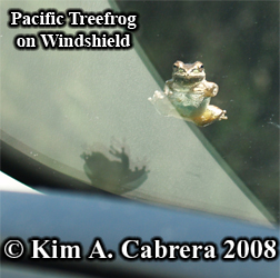 Treefrog on a car windshield. Photo copyright
                    Kim A. Cabrera 2008.