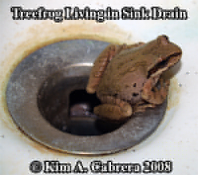 The frog
                  that lives in the sink. Photo copyright by Kim A.
                  Cabrera 2008.