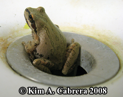 The
                  treefrog that lives in the sink. Photo copyright by
                  Kim A. Cabrera 2008.