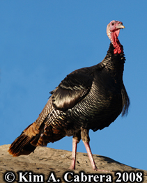 Turkey on a
                    rock. Photo copyright Kim A. Cabrera 2008.