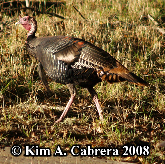 Turkey in
                      afternoon sunlight. Photo copyright Kim A. Cabrera
                      2008.