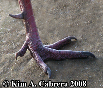 Turkey foot
                  showing spur. Photo copyright Kim A. Cabrera 2008.