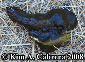 Turkey
                      scat. Photo copyright Kim A. Cabrera 2008.