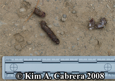 Scat of a
                  young wild turkey. Photo copyright by Kim A. Cabrera
                  2008.
