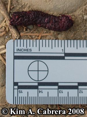 small turkey scat composed of blackberries.
                      Photo copyright by Kim A. Cabrera 2008.