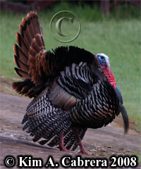 Tom turkey
                      gobbler showing his fan of feathers. Photo
                      copyright by Kim A. Cabrera 2008.