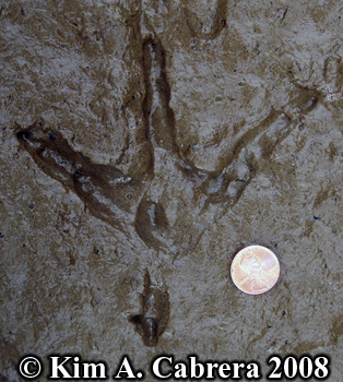 Turkey track in river mud. Photo copyright Kim
                    A. Cabrera 2008.