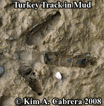 Turkey track in firm mud. Photo copyright Kim
                    A. Cabrera 2008.