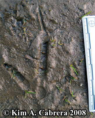 turkey
                      track in mud. Photo copyright by Kim A. Cabrera
                      2008.
