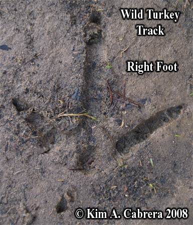 Right
                      track of a wild turkey. Photo copyright by Kim A.
                      Cabrera 2008.