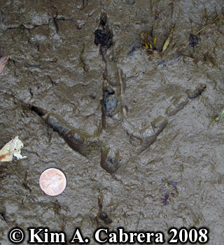Turkey track in soft mud. Photo copyright Kim
                    A. Cabrera 2008.