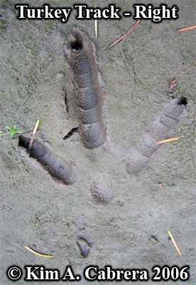 Wild
                    turkey track from right foot. Photo copyright by Kim
                    A. Cabrera 2006.