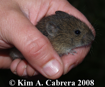 Vole being
                    released. Photo copyright Kim A. Cabrera 2008.