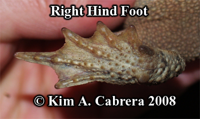 Western toad. Right hind foot. Photo copyright
                    by Kim A. Cabrera 2008.