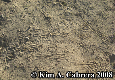 Wild turkey wing drag marks made by a tom during
                  the mating dance. Photo copyright by Kim A. Cabrera
                  2008.