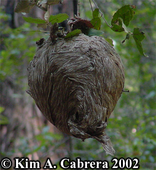 Yellowjacket wasp nest in tan oak tree. Photo
                    copyright by Kim A. Cabrera 2002.
