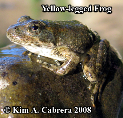 yellow legged frog on the river's edge. Photo
                    copyright by Kim A. Cabrera 2008.