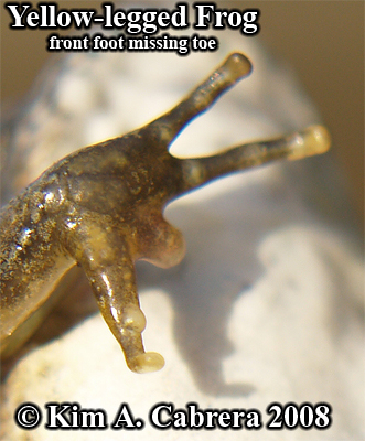 Yellow legged frog. Right front foot showing
                    missing toe. Photo copyright by Kim A. Cabrera
                    2008.