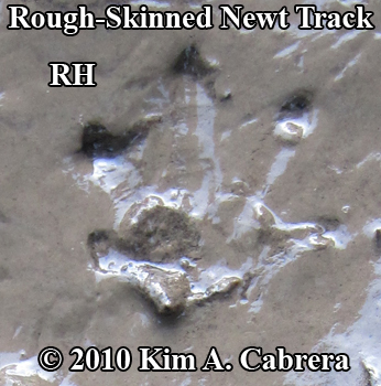 perfect rough-skinned newt track