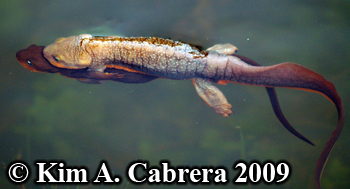 amplexus newts