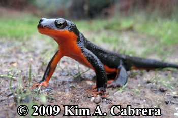 alert newt