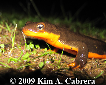 newt in wet
                      grass