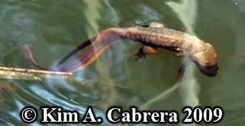 amplexus