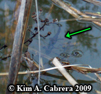 newt
                        in pond