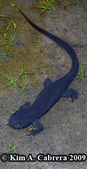 newt
                        in puddle