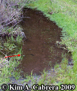 newt in puddle