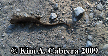 newt showing tail drag