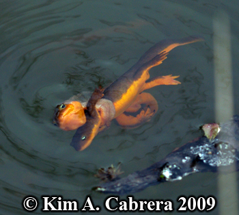 breeding newts